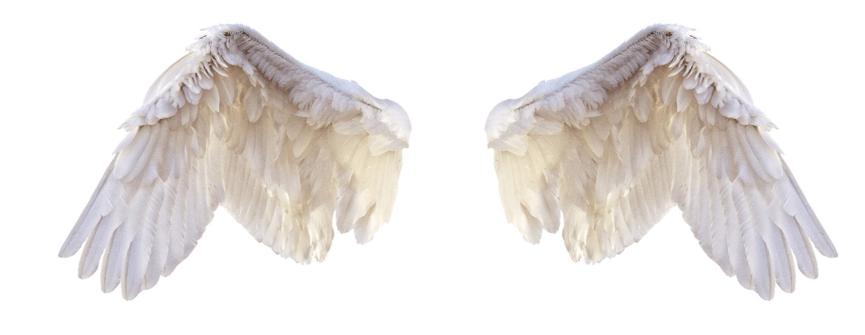 Гусиные Крылья на белом фоне